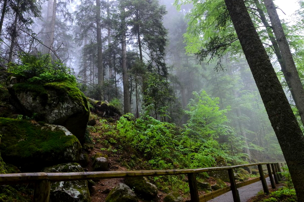 Walking Path through the Black Forest