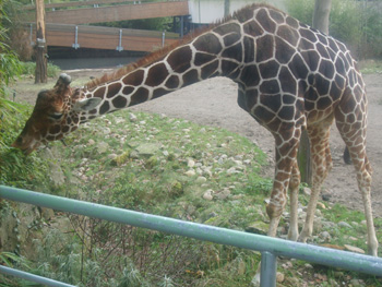 zoo duisburg preise hund